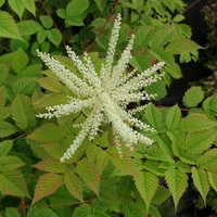 Aruncus dioicus CC5185